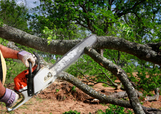 How Our Tree Care Process Works  in  West Swanzey, NH